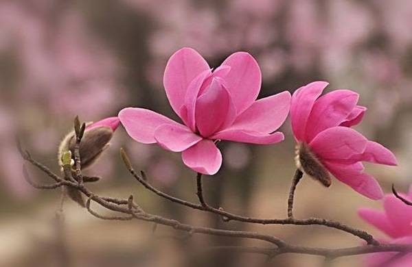 清明，獻給您一束辛夷花